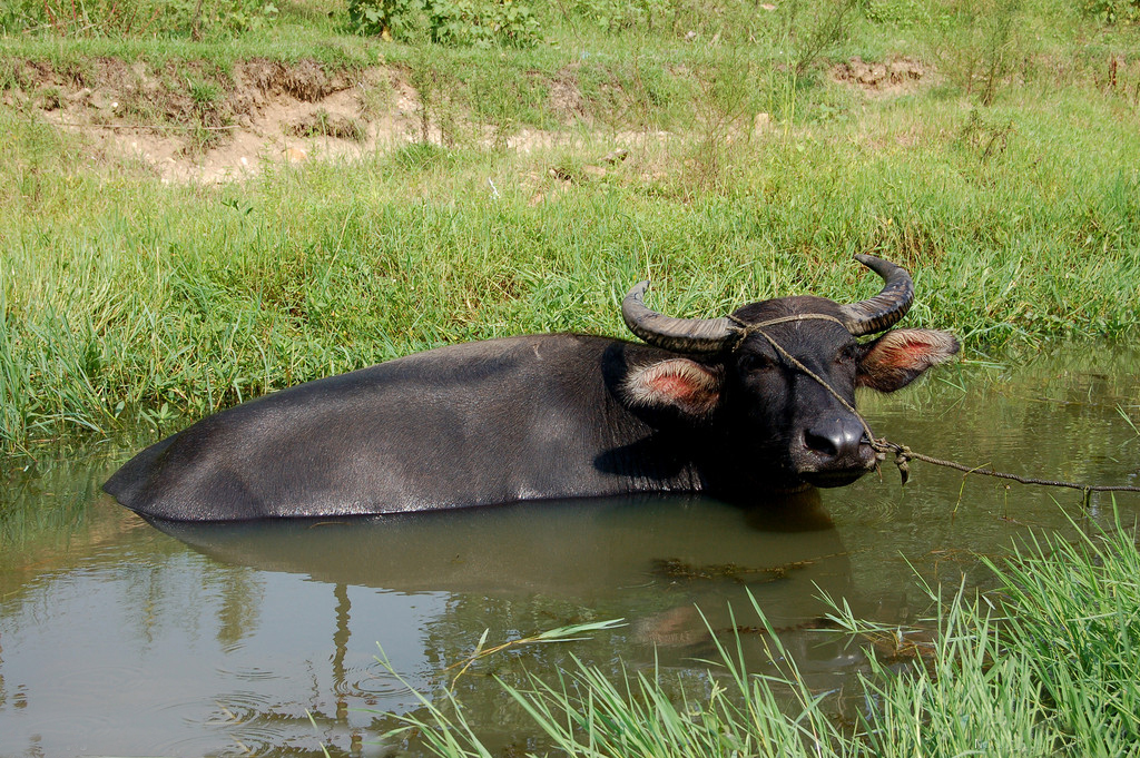 水牛