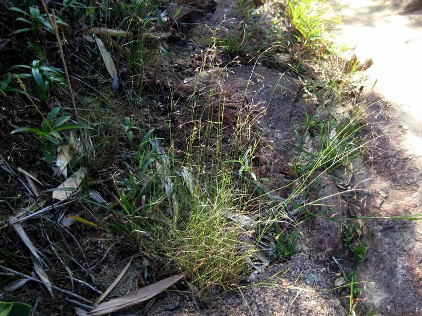  p>鹧鸪草(拉丁学名: i>eriachne pallescens  /i>r. br.