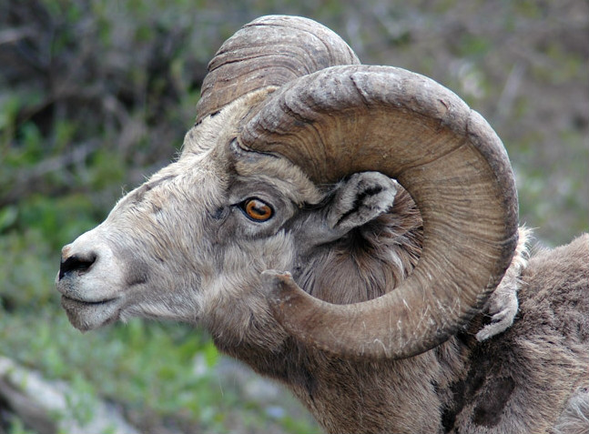  p>落基山大角羊(学名: i>ovis canadensis canadensis /i>):是大角羊