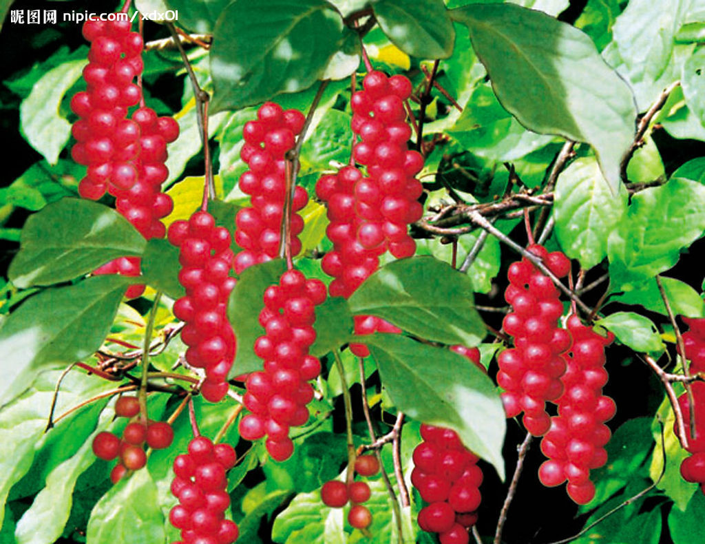 或华中五味子schisandra sphenanthera rehd. et wils.