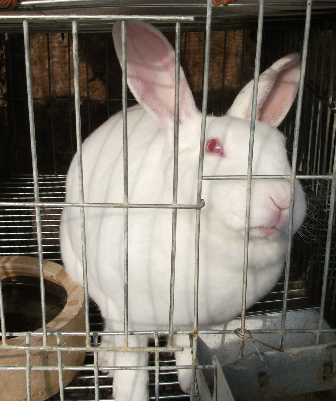 獭兔实用管理技术獭兔养殖中需要注意的问题