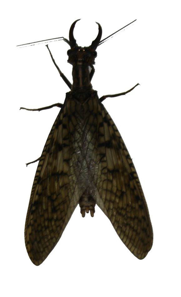  p data-id="tivqineupmha">巨齿蛉是广翅目齿蛉科巨齿蛉属昆虫.