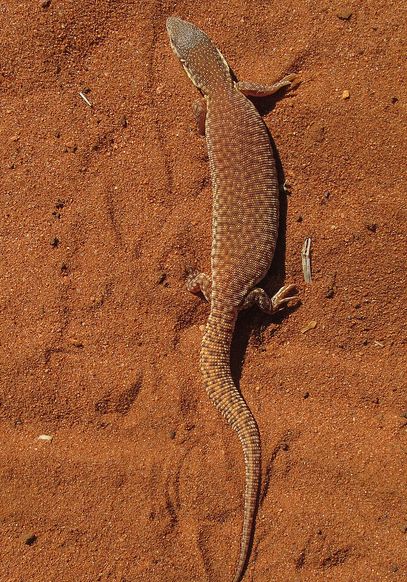  p>短尾巨蜥(学名: i>varanus brevicauda /i>)是 a href="#" data