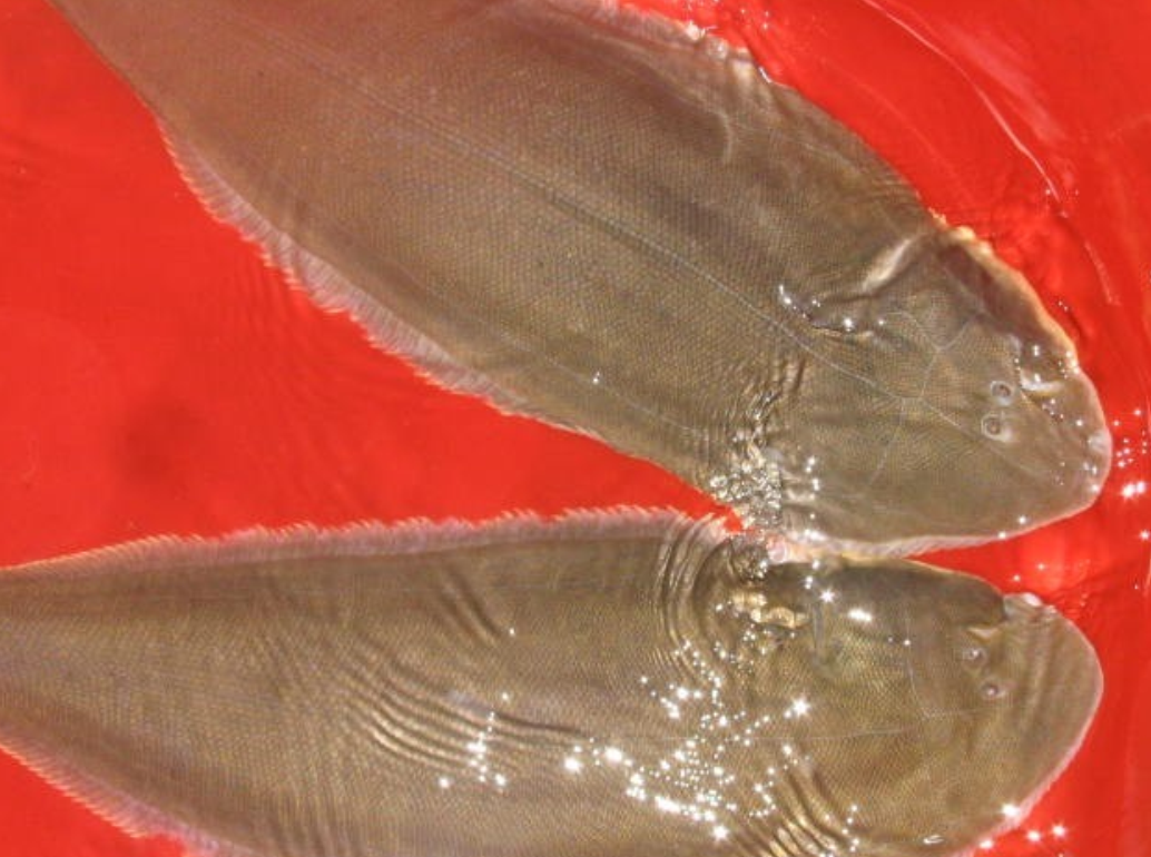 tongue soles)硬骨鱼纲舌鳎科鱼类的统称