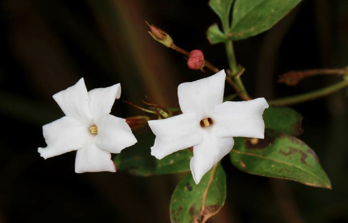  p>素方花(学名: i>jasminum officinale /i> l.)是木犀科素馨属植物.