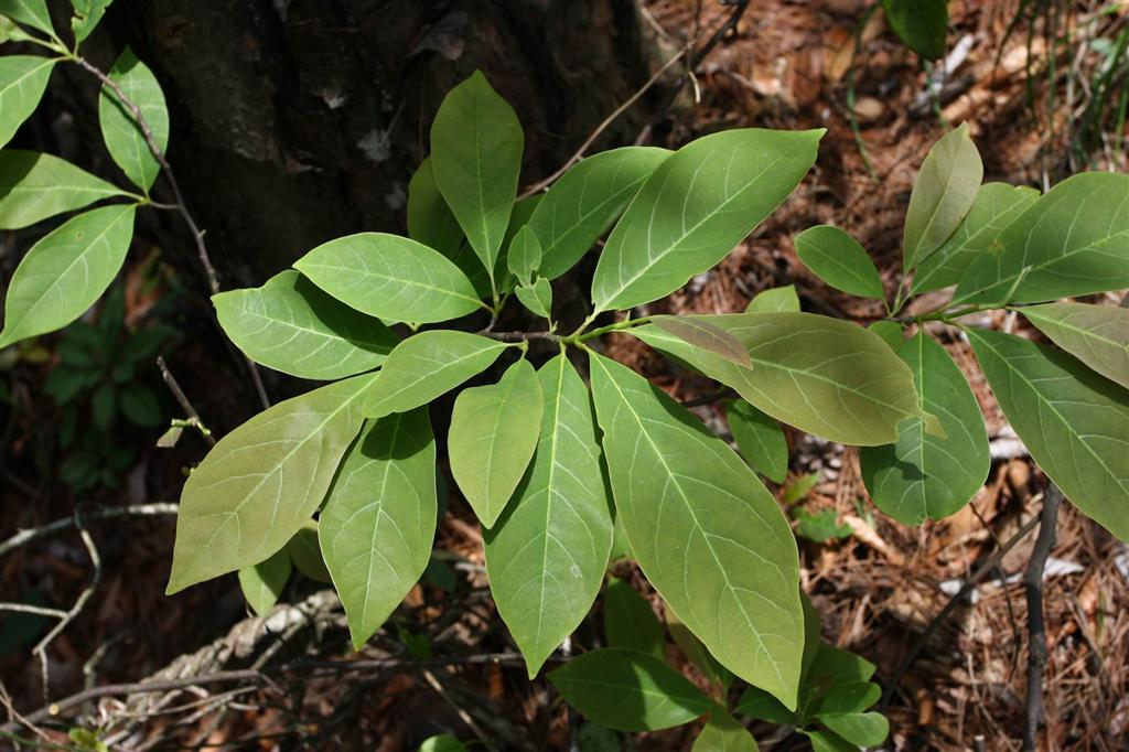 被子植物门,<a target="