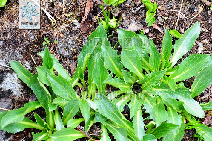 salwinensis)为 a href="#">菊科 /a> a href="#">川木香属 /a>的植物