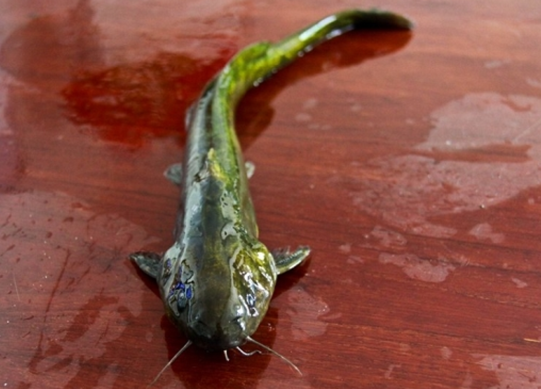  p>中臀拟鲿(学名: i>pseudobagrus medianalis /i>)为鲿科拟鲿属的