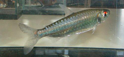 学名点鳍红眼脂鲤(arnoldichthys spilopterus),又称红眼绿平克,非洲