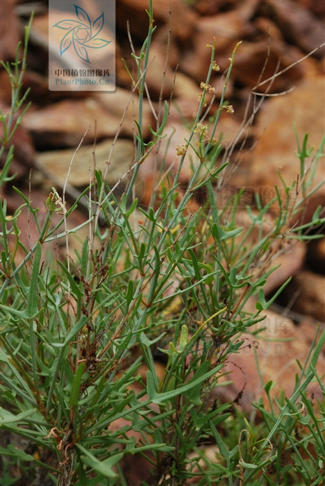  p>戟叶酸模,灌木植物,高50-90厘米.茎多分枝,老技木质.叶互生或簇生.