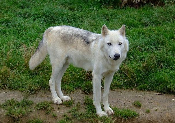  p>加拿大森林狼(学名: i>canis lupus occidentalis /i>):是食肉目