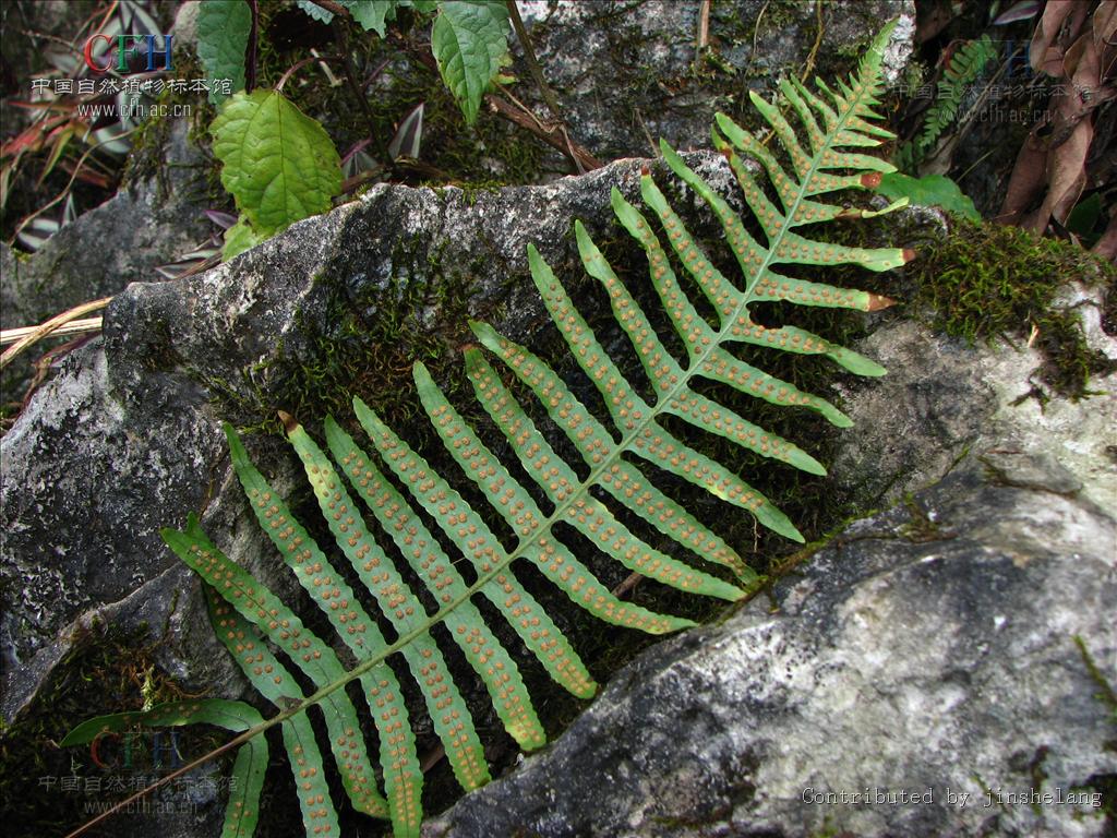 polypodiodes bourretii (c. chr. et tardieu) w. m. chu