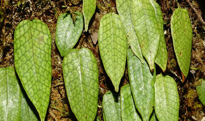  p>假瘤蕨属,附生或土生.