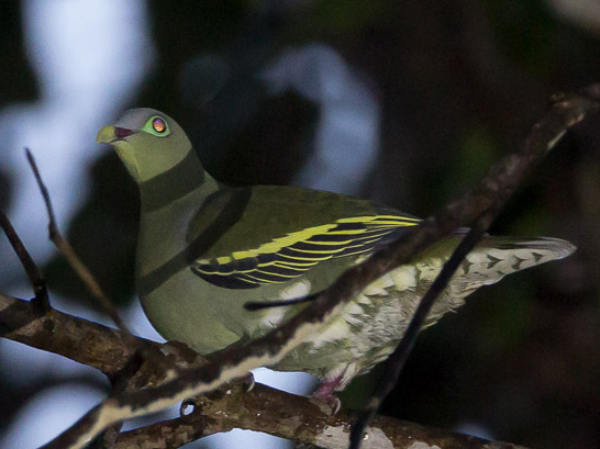 菲律宾厚嘴绿鸠