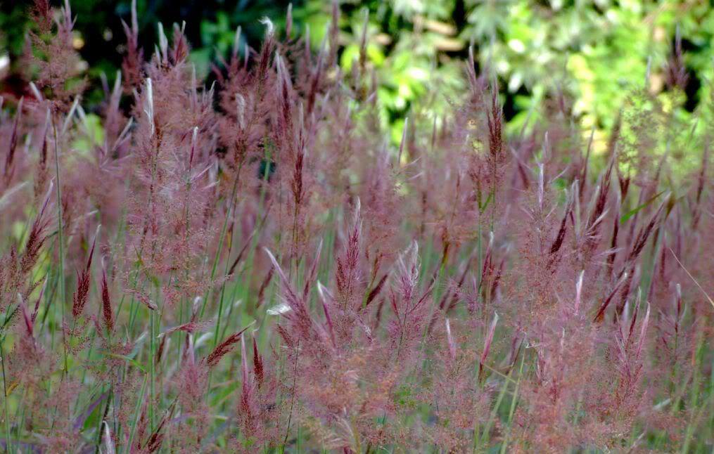  p>糖蜜草(学名: i>melinis /i>  i>minutiflora /i> p.beauv.