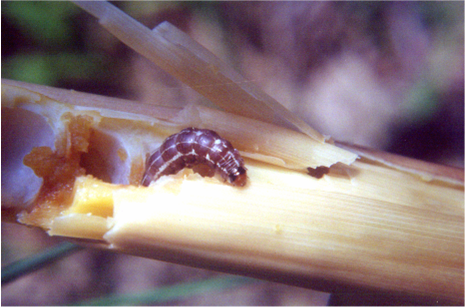  p>竹笋夜蛾, a target="_blank" href="/item/昆虫/30467" data