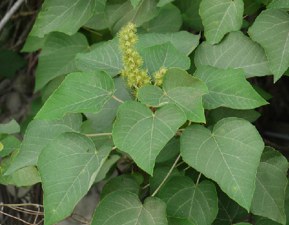 为大戟科植物野梧桐 i>mallotus japonicus /i> (thunb.) muell. arg.