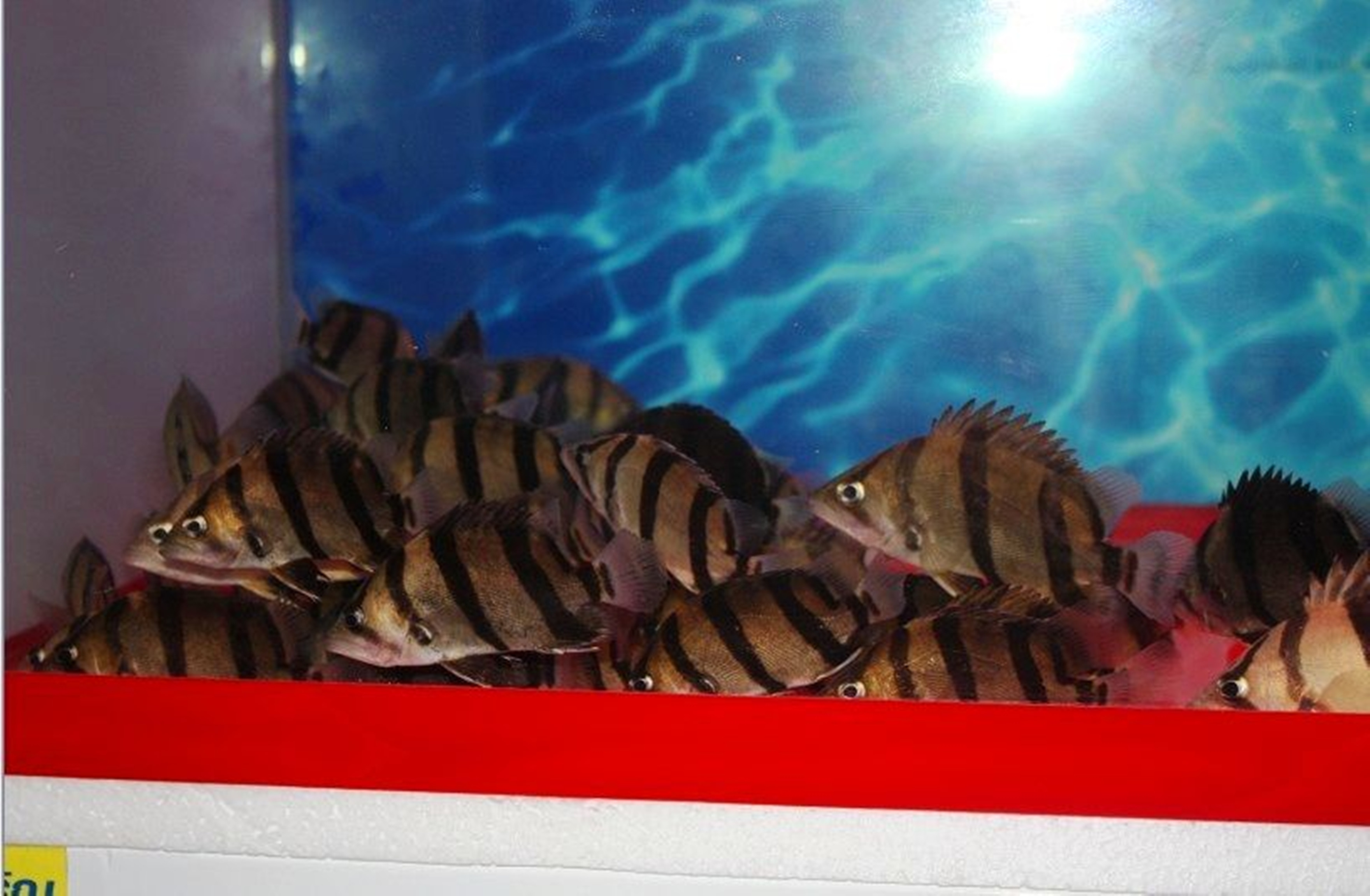  p data-id="gnwiaex2ks">泰国虎:(别名:三间虎,南托斯鱼, a target="