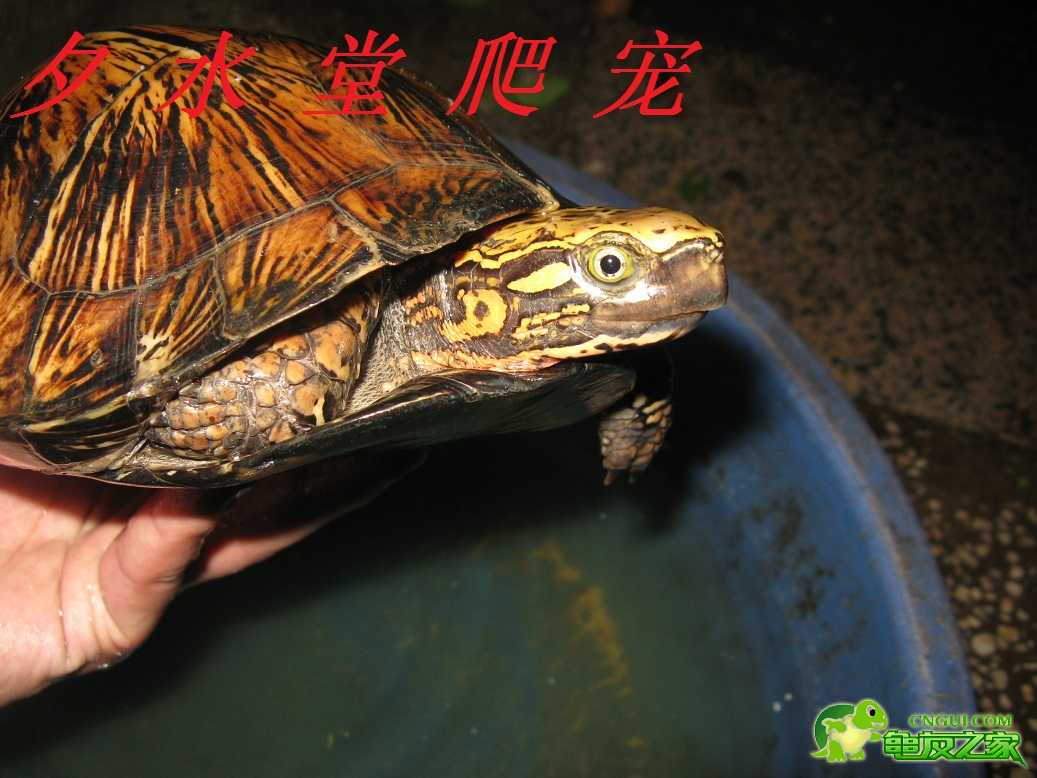  p>琼崖闭壳龟,是黄额和锯缘的杂交体.