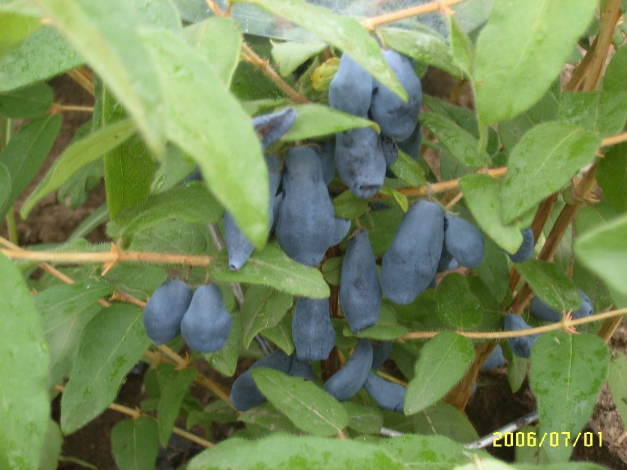 ex herd.)是忍冬科,忍冬属 a href="#">蓝果忍冬 /a>的变种.