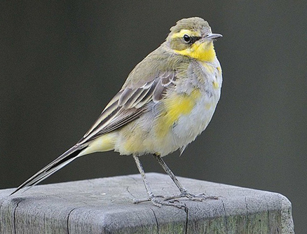  p>黄鹡鸰(学名: i>motacilla flava /i>) 体型大小和 a target="