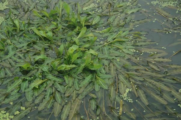  p>浮叶眼子菜(学名: i>potamogeton natans /i> l.