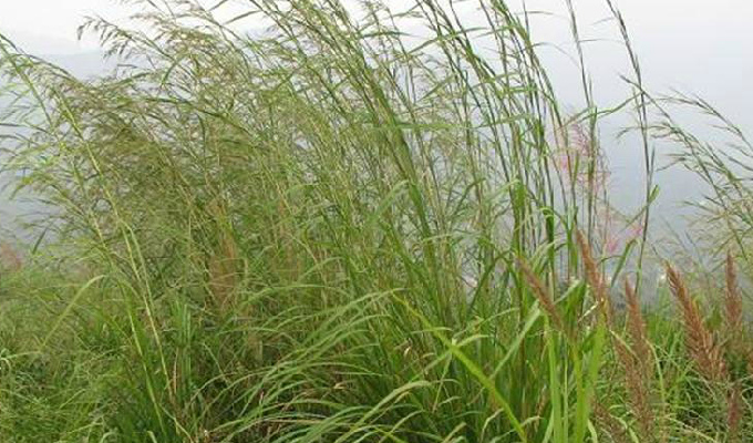  p> a target="_blank" href="/item/青香茅/2745047" data-lemmaid="