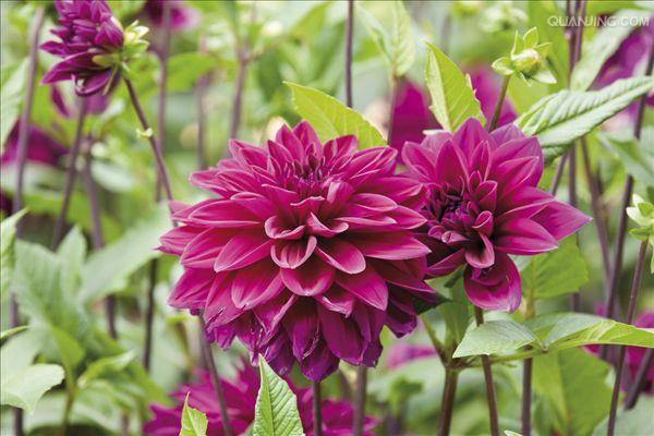 匙叶合冠鼠麴草