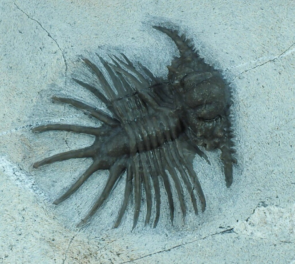  p>三叶虫是距今5.