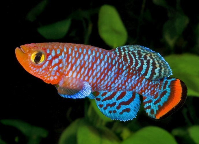  p>此类鳉鱼在饲养上相当容易,只要把握住一个原则,那就是水质不一定