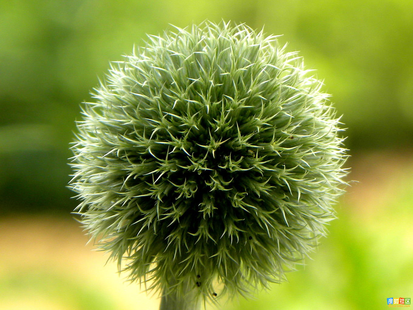  p>刺头菊(学名:cousinia affinis)是菊科刺头菊属的植物.
