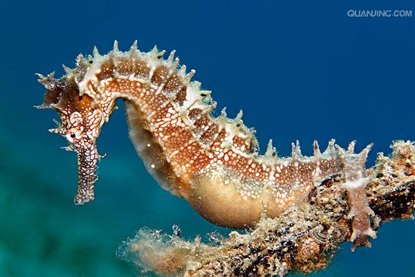  p>刺海马(学名: i>hippocampus histrix /i>)是海龙科,海马属动物.