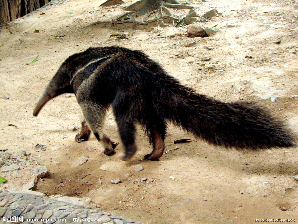  p>贫齿目又称异关节目(xenarthra), a href="#" data-lemmaid="