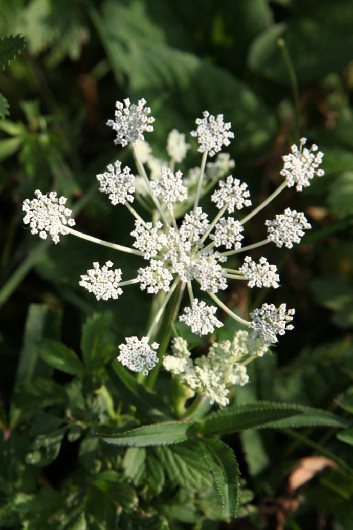  p>葛缕子(学名: i>carum carvi /i> l.