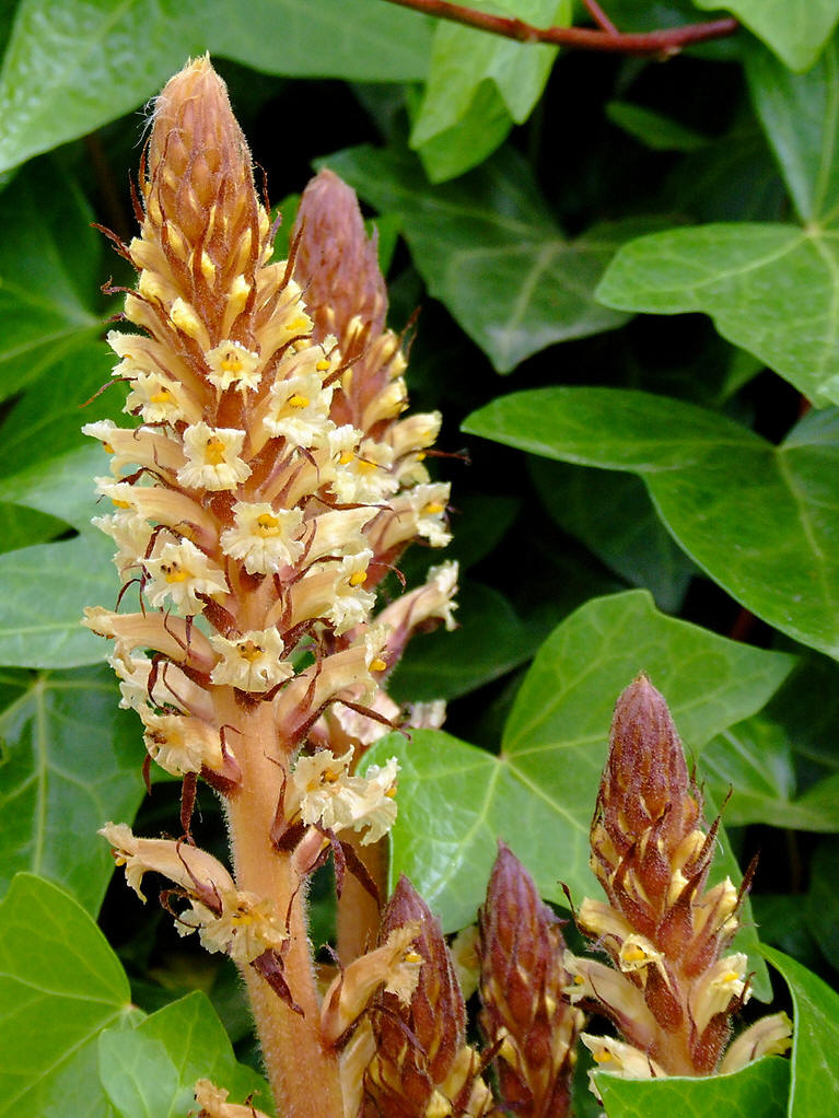  p>列当(拉丁文名: i>orobanche coerulescens /i> steph),别名 a