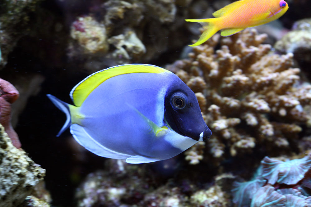  p>白胸刺尾鱼(学名:acanthurus leucosternon),形体椭圆, a href="#"