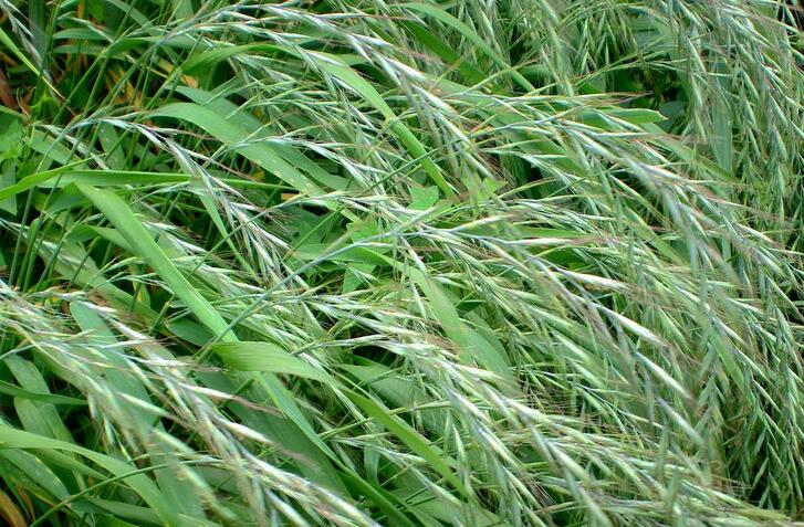 nevski)是禾本科鹅观草属植物,多年生草本.