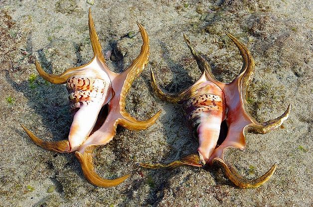 harpago chiragra chiragra