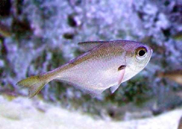  p>黄鳍单鳍鱼 /p> p>拉丁学名:pempheris xanthoptera /p> p>日文名