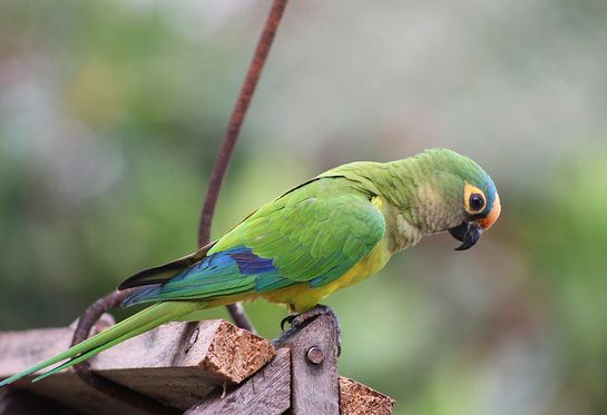  p>桃额锥尾鹦鹉(学名: i>aratinga aurea /i>):是鸟纲,鹦鹉科典型的 