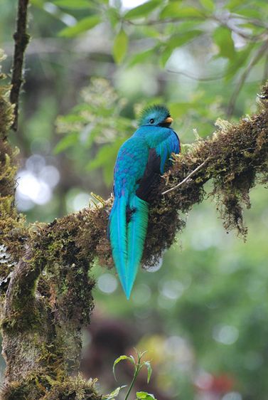  p>凤尾绿咬鹃(学名: i>pharomachrus mocinno /i>)属 a href="#">