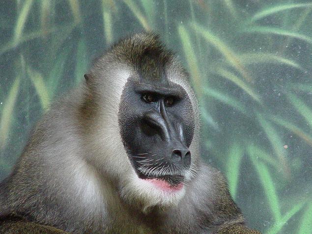 mandrillus leucophaeus