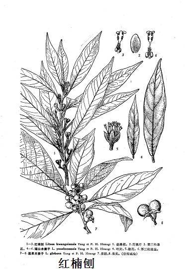 红楠刨_百度百科