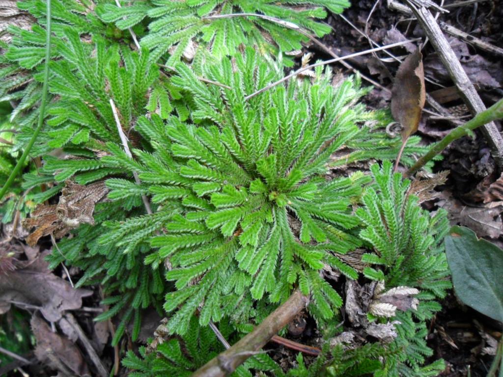  p>旱生卷柏(学名:selaginella stauntoniana spring)是卷柏科卷柏属 