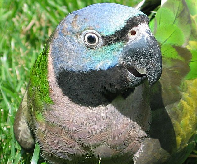  p>德拜鹦鹉(学名: i>psittacula derbiana /i>)是典型的 a target="