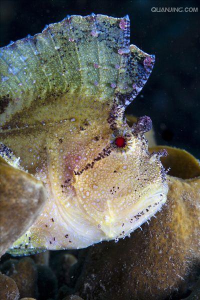  p data-id="gnbjg2i3m5">叶鱼又名枯叶鱼,叶形鱼,多棘叶形 a target=