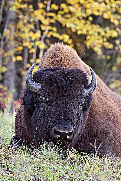 bison bison athabascae