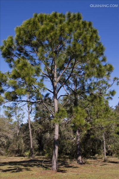  p>湿地松(拉丁学名:pinus elliottii)为速生常绿乔木,原产于 a