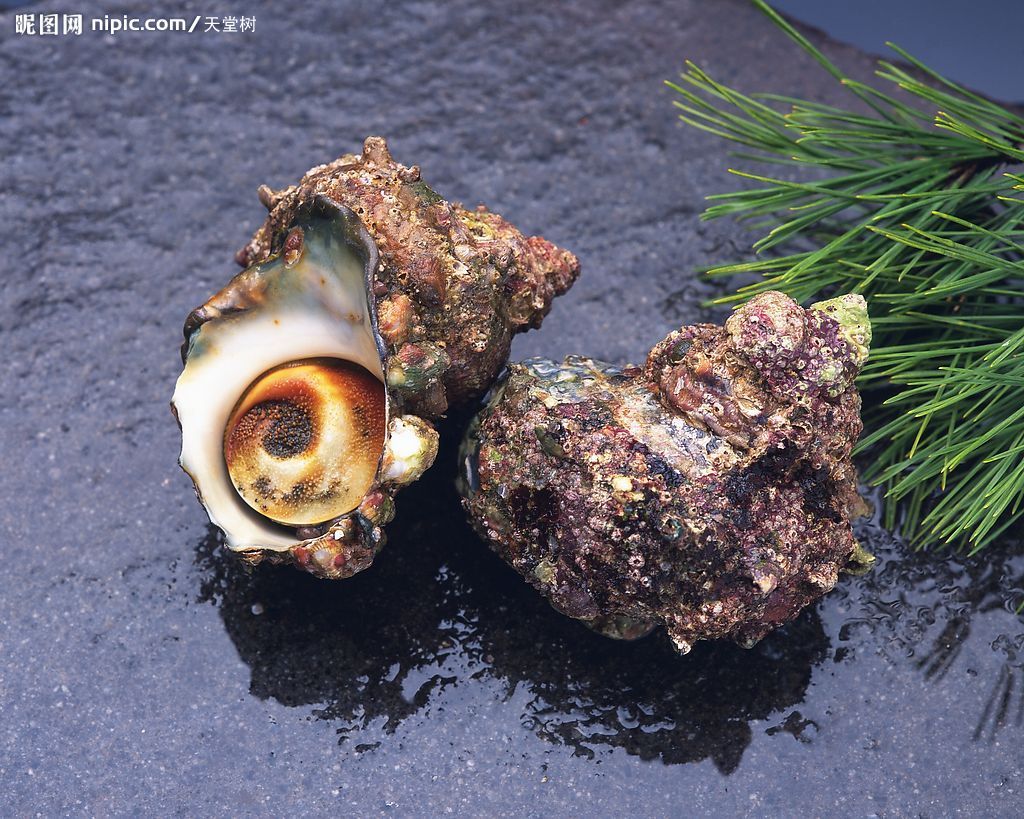  p>囊螺, i>physa acuta /i>,贝类动物, a target="_blank" href="