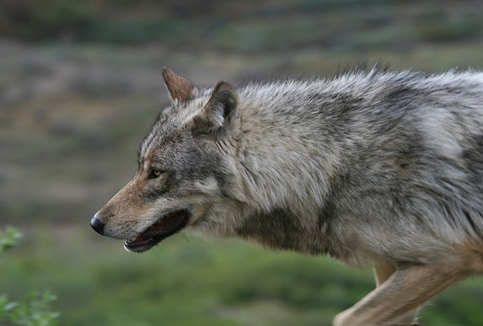  p>阿拉斯加内陆狼是体型很大的狼亚种,从鼻尖到 a target="_blank"